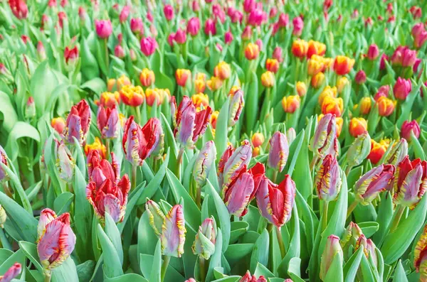 Campo Tulipani Sfondo Colorato Naturale Messa Fuoco Selettiva Foto Stock Royalty Free