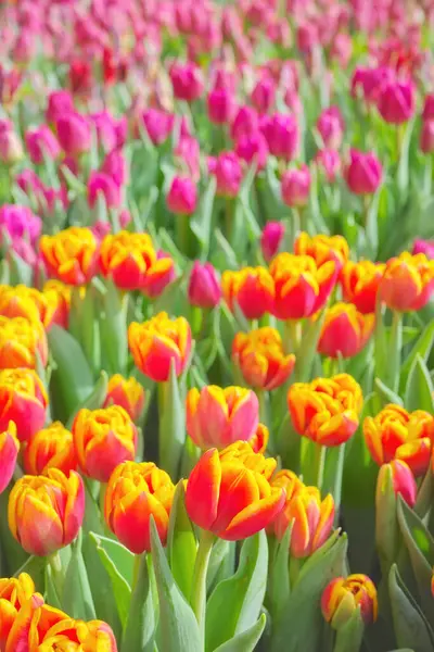 Поле Тюльпанов Естественный Красочный Фон Селективная Фокусировка Стоковое Фото