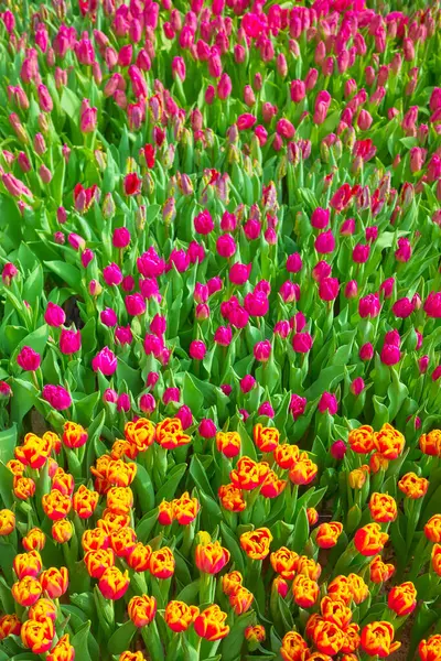 Поле Тюльпанов Естественный Красочный Фон Селективная Фокусировка Лицензионные Стоковые Изображения