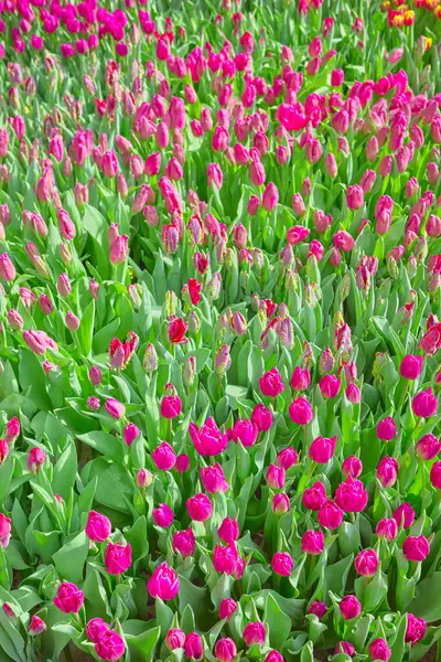 Pole Tulipanów Naturalne Kolorowe Tło Selektywna Ostrość Obrazy Stockowe bez tantiem