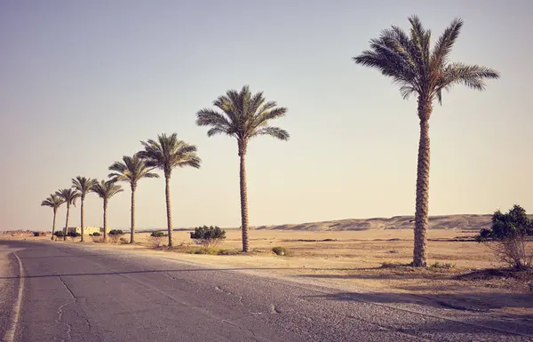 Pouštní Asfaltová Cesta Palmami Koncept Cestování Barevné Tónování Aplikováno Egypt Royalty Free Stock Obrázky