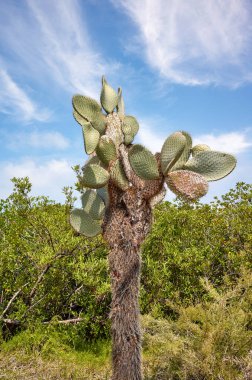 Giant opuntia (Opuntia galapageia) on Santa Cruz Island, Galapagos National Park, Ecuador. clipart