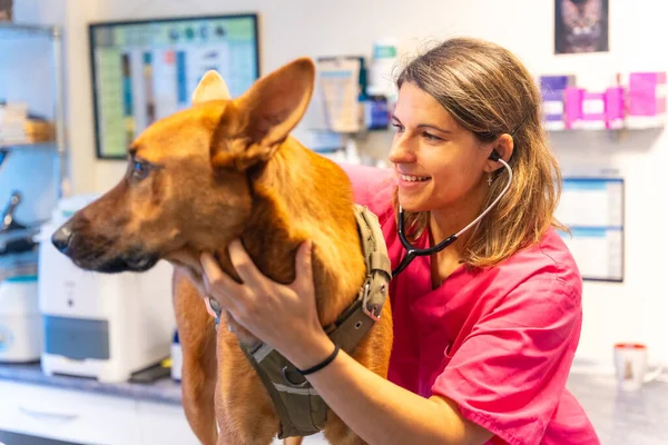 Veterinary clinic, veterinarian woman with stethoscope analyzing a dog at routine checkup