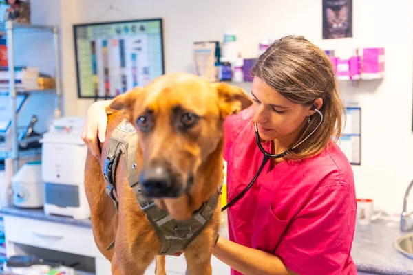 Veterinary clinic, veterinary woman analyzing a dog in routine control