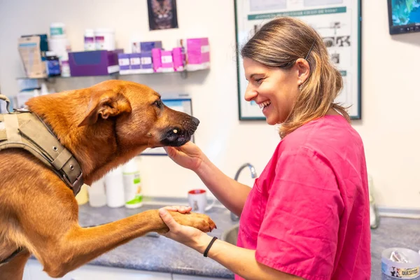 Veterinary clinic, veterinary woman rewarding the dog in the routine control with a biscuit for behaving well