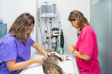 Veteriner kliniği, ameliyat masasındaki kediye anestezi yapan iki veteriner.