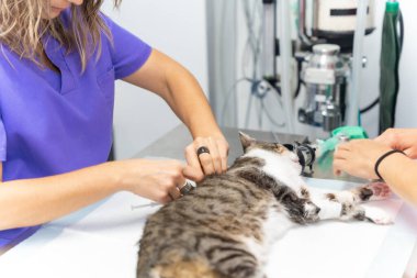 Veteriner kliniği, ameliyat masasındaki kediye anestezi yapan iki veteriner.