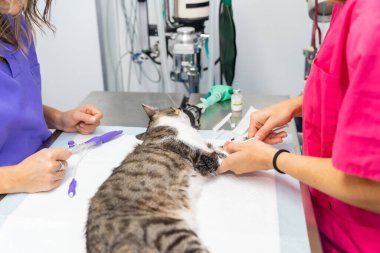 Veteriner kliniği, ameliyat masasındaki kediye anestezi yapan iki veteriner.