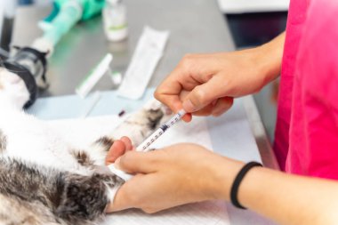 Veteriner kliniği, ameliyat masasındaki kediye anestezi uygulayan kadın veteriner elleri.