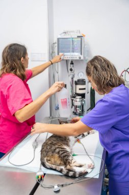 Veteriner kliniği, ameliyattan önce her şeyi kontrol eden iki veteriner ameliyat masasındaki kediye.