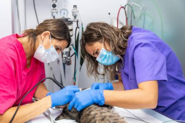 Veteriner kliniği, kedi, veteriner ve veteriner asistanı ağız ameliyatında ameliyat.