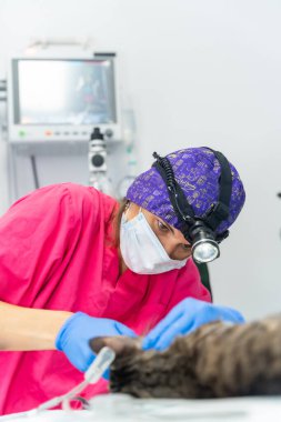 Kedili veteriner kliniği, narin ağız ve diş ameliyatları üzerinde çalışan veteriner.