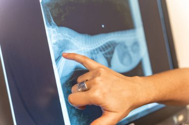Veteriner kliniği, veteriner bilgisayarda tedavi edilecek köpeğin röntgenini inceliyor.