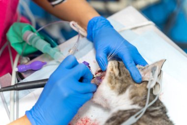 Kedili veteriner kliniği, diş ameliyatı üzerinde çalışan veteriner.