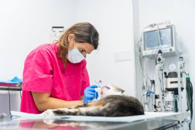Bir kediyle veteriner kliniği, veteriner ameliyat masasını bitiriyor.