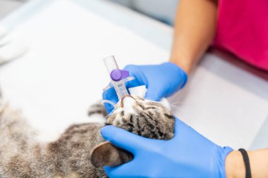 Bir kediyle veteriner kliniği, veteriner tüpü ağızdan ameliyat masasındaki kediye çıkarıyor.