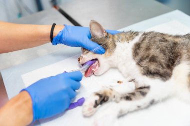 Bir kediyle veteriner kliniği, veteriner ameliyattan sonra tüpü kedinin ağzından çıkarıyor.