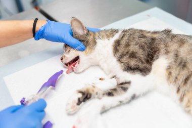 Bir kediyle veteriner kliniği, veteriner ameliyattan sonra tüpü kedinin ağzından çıkarıyor.