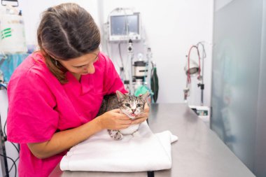 Veteriner kliniği, ameliyat masasında kedisi olan genç bir veteriner dişlerini kontrol ediyor.