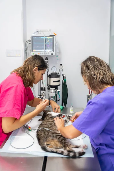 Veterinary Clinic Two Veterinarians Checking Everything Operation Cat Operating Table — Stock Photo, Image
