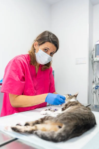 Veterinary clinic with a cat, veterinarian looking into the operation on the operating table