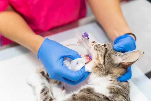stock image Veterinary clinic with a cat, veterinarian removing the tube from the mouth to the cat on the operating table