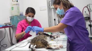 Kedili veteriner kliniği, ağız ve diş ameliyatı üzerinde çalışan veterinerler.