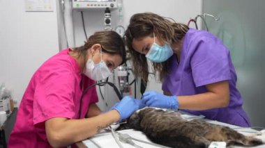 Kedili veteriner kliniği, ağız ameliyatı üzerinde çalışan veterinerler.