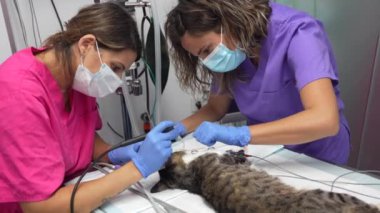 Veteriner kliniği, kedi, veteriner ve veteriner asistanı ağız ameliyatında ameliyat.