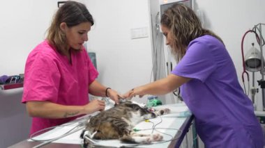 Veteriner kliniği, ameliyattan önce her şeyi kontrol eden iki veteriner ameliyat masasındaki kediye.