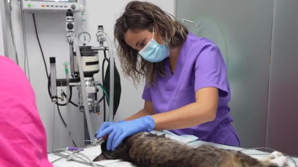 Κτηνιατρική Κλινική Γάτα Κτηνίατρους Που Εργάζονται Στη Λειτουργία Του Στόματος — Αρχείο Βίντεο