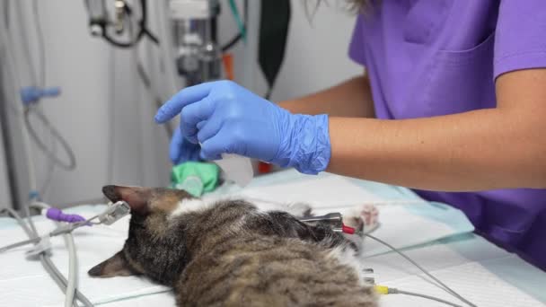 Állatorvosi Rendelő Műtét Macskán Állatorvosi Állatorvosi Asszisztens Szájüregben — Stock videók