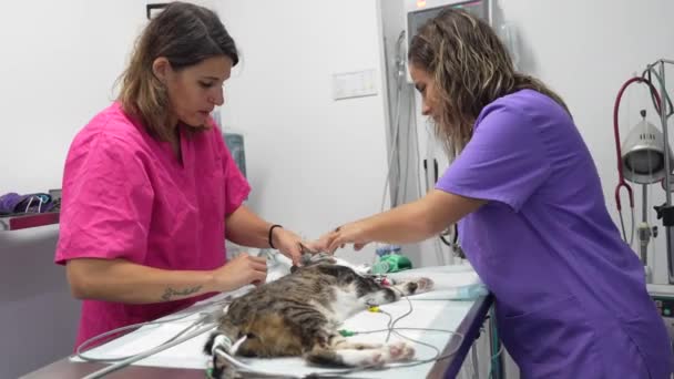 Veterinärkliniken Två Veterinärer Kontrollerar Allt Innan Operationen Till Katten Operationsbordet — Stockvideo