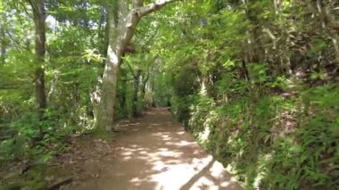Trekking path next to the waterfall in the Levada do Caldeirao Verde, Queimadas, Madeira