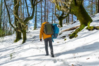 Hiker with two backpacks on a snow trek, winter adventures in a beech forest, free camping