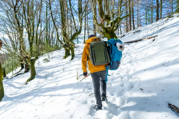 Hiker with two backpacks on a snow trek, winter adventures in a beech forest