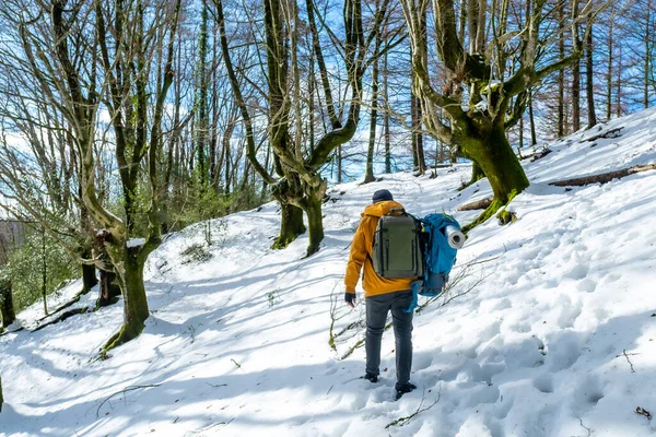 Hiker with two backpacks on a snow trek, winter adventures in a beech forest, free camping