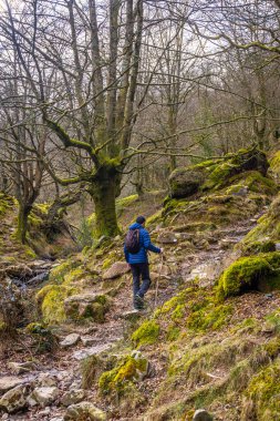 San Sebastian yakınlarındaki Guipuzcoan belediyesinde Adarra Dağı 'na çıkan kayın ormanlarından geçen bir adam. Bask Ülkesi