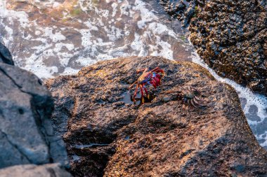 El Hierro Adası. Kanarya Adaları, günbatımında Charco Azul adalarına özgü iki yengeç.