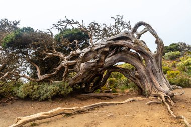 El Hierro 'da rüzgarla budaklanan bir ardıç ağacındaki tünel. Kanarya Adaları
