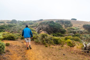 El Hierro 'da rüzgarla savrulan Sabinar ağacında yürüyen bir yürüyüşçü. Kanarya Adaları