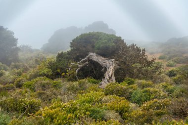 Sabinar ağaçları boyunca bahar çiçekleri. El Hierro 'da sisle savrulan rüzgar tarafından. Kanarya Adaları