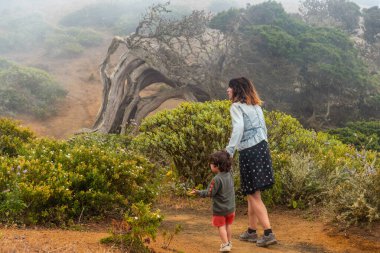 Anne ve oğlu sislerin içinden El Hierro 'da rüzgarın savurduğu Sabinar ağacına doğru yürüyorlar. Kanarya Adaları