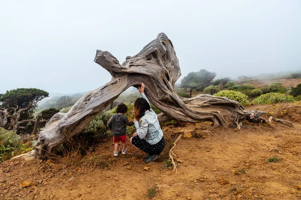 Мать Сын Посещают Деревья Сабинара Скрученные Ветром Эль Йерро Туманом — стоковое фото