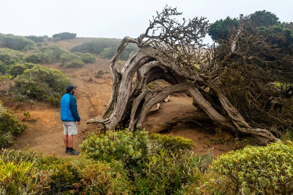 El Hierro 'da rüzgarla savrulan bir Sabinar ağacının tünelinde bir turist. Kanarya Adaları