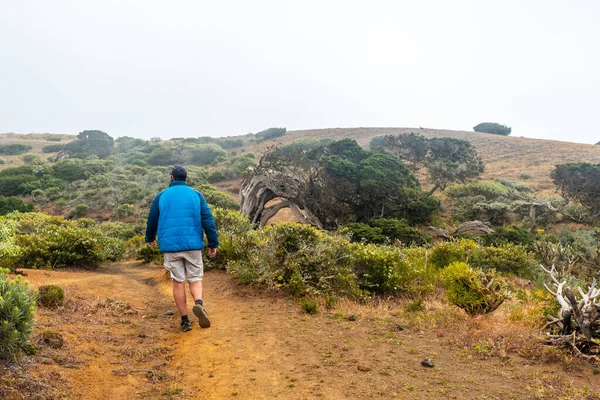 Hierro Rüzgarla Savrulan Sabinar Ağacında Yürüyen Bir Yürüyüşçü Kanarya Adaları — Stok fotoğraf