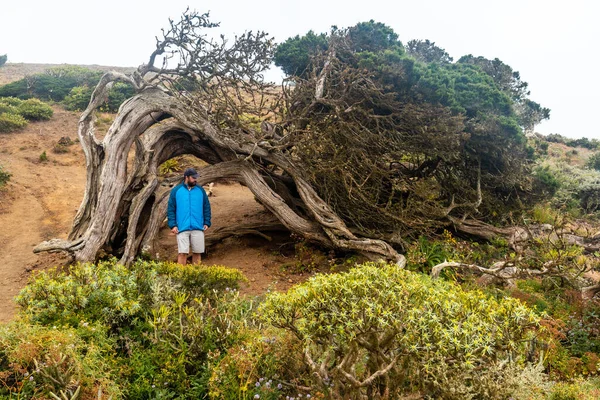 Турист Посещающий Дерево Сабинар Скрученное Ветром Эль Йерро Канарские Острова — стоковое фото
