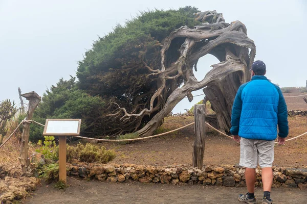 Sabinar Ağacını Ziyaret Eden Bir Adam Hierro Nun Rüzgarı Sislerle — Stok fotoğraf