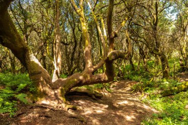 Gün batımında El Hierro 'daki La Llania doğal parkı, Kanarya Adaları. Laurissilva El Hierro yapraklı yeşil bir arazide