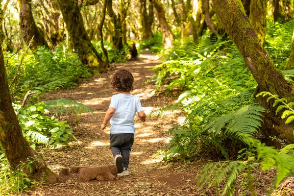 stock image Boy walking in the natural park of La Llania in El Hierro, Canary Islands. On a path of laurel from El Hierro in a lush green landscape